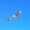 The Goose Called Awareness