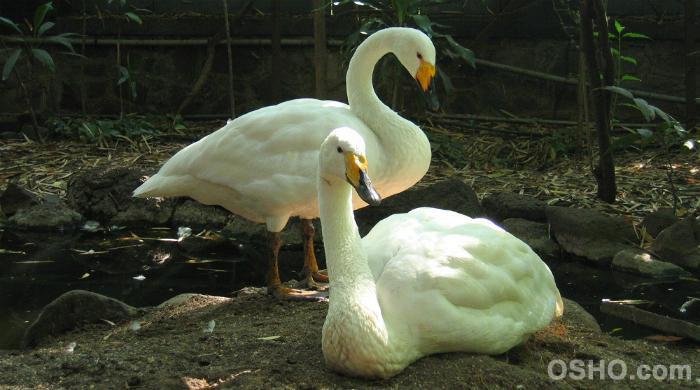 Compassion: The Universal Panacea Compassion: The Universal Panacea