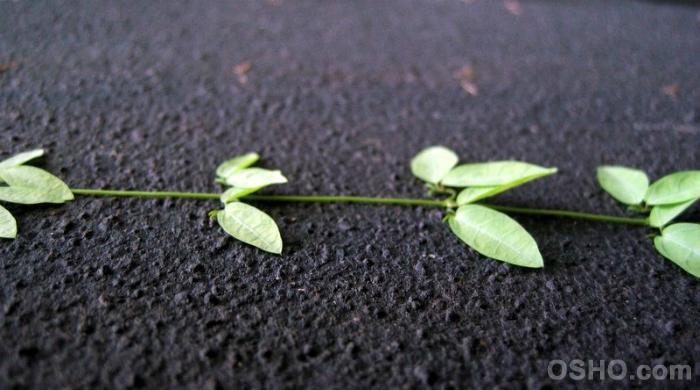 Oltre la mentalità del gregge Oltre la mentalità del gregge