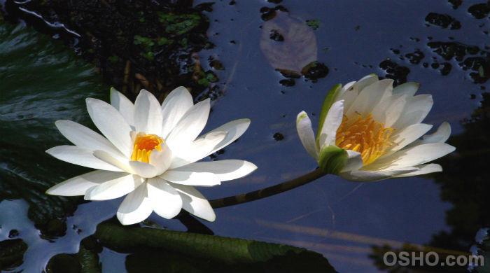 LET LOVE BE YOUR PRAYER (Part 12) LET LOVE BE YOUR PRAYER (Part 12)