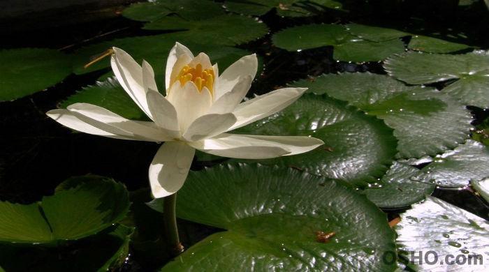 LET LOVE BE YOUR PRAYER (Part 11) LET LOVE BE YOUR PRAYER (Part 11)