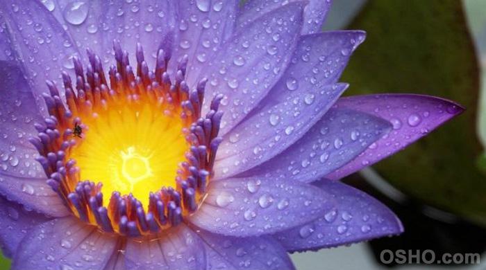 Meditation für Vielbeschäftigte: Schutz durch Freude