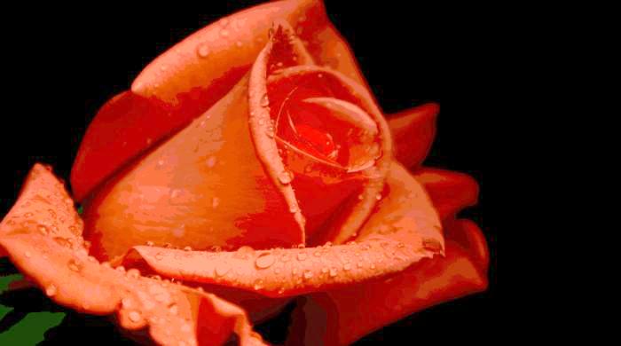 Die Osho Mystic Rose Meditation