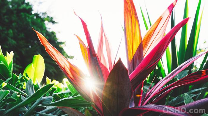 Citations D Osho Sur L Amour