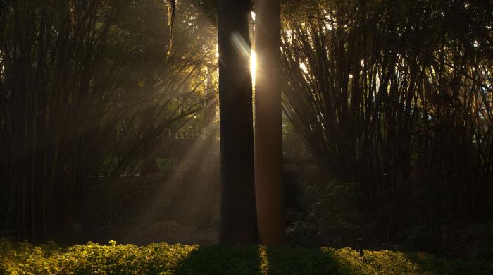 覚醒の光に死ぬ Osho Transform Yourself Through The Science Of Meditation
